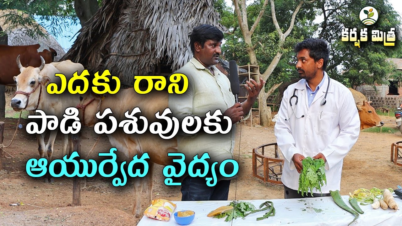 ఎదకు రాని పాడి పశువులకు ఆయుర్వేద వైద్యం || Breeding Problems in Dairy Cattle || Karshaka Mitra