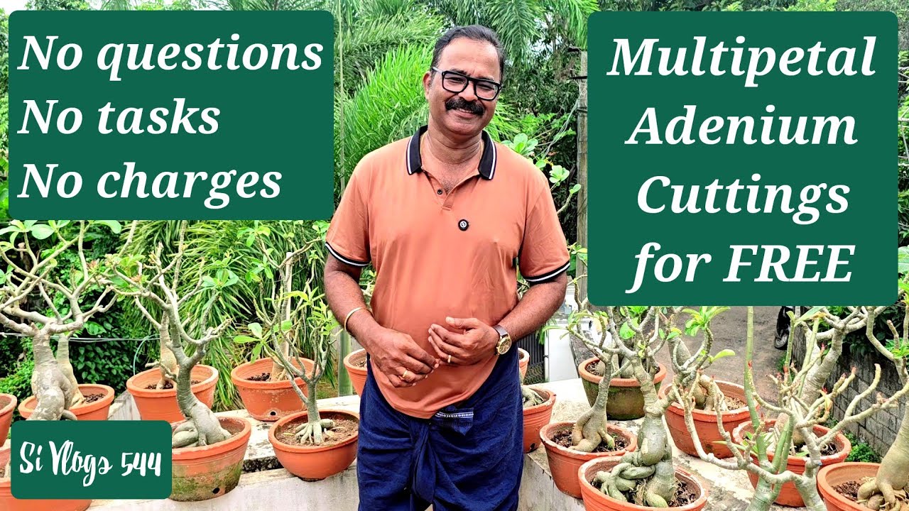 ഹൈബ്രിഡ് അഡീനിയം ചെടികളുടെ cuttings സൗജന്യമായി നൽകുന്നു // Hybrid adenium cuttings for free..