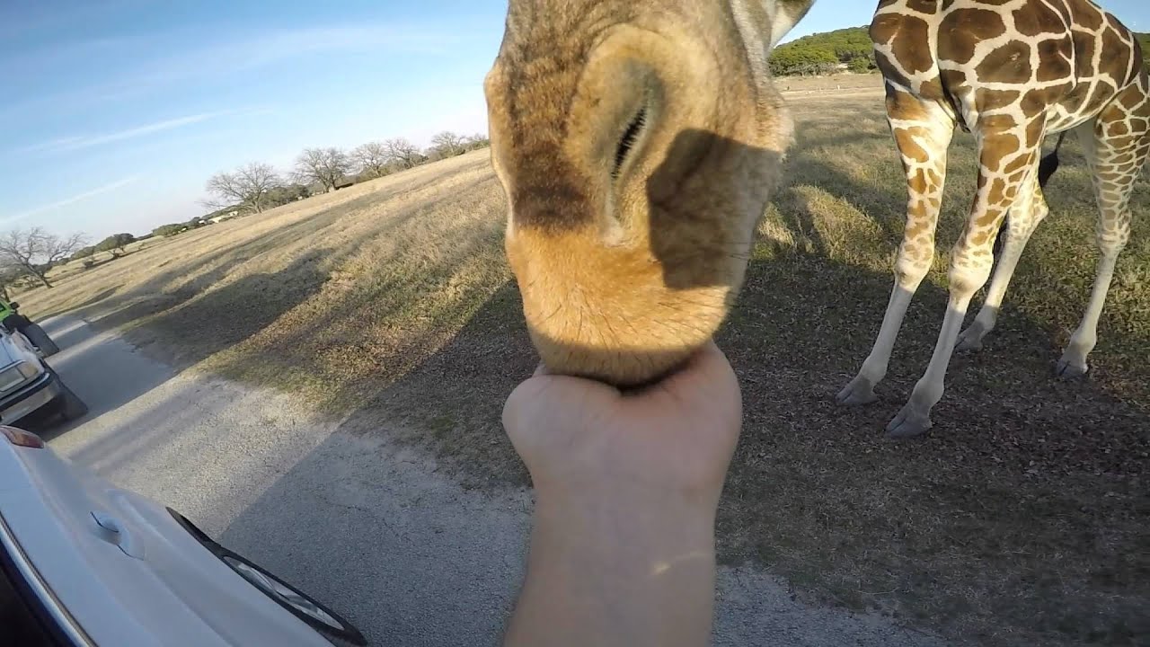 Fossil Rim Wildlife Center Glen Rose, Texas February 13, 2016 Jose And Amaris