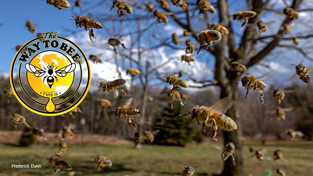 How Honey Bees Collect Pollen, Super Slow Motion, Narrated by Frederick Dunn