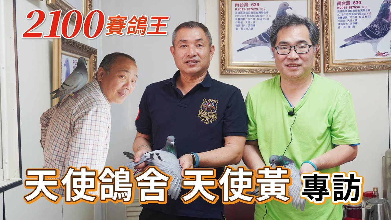 天使鴿舍專訪｜2022年高雄世界信鴿聯合會 春季綜合冠軍及殿軍 全會殘存25羽