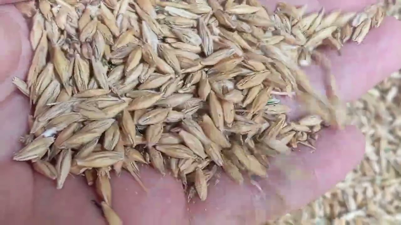 Barley grain in livestock and poultry nutrition 