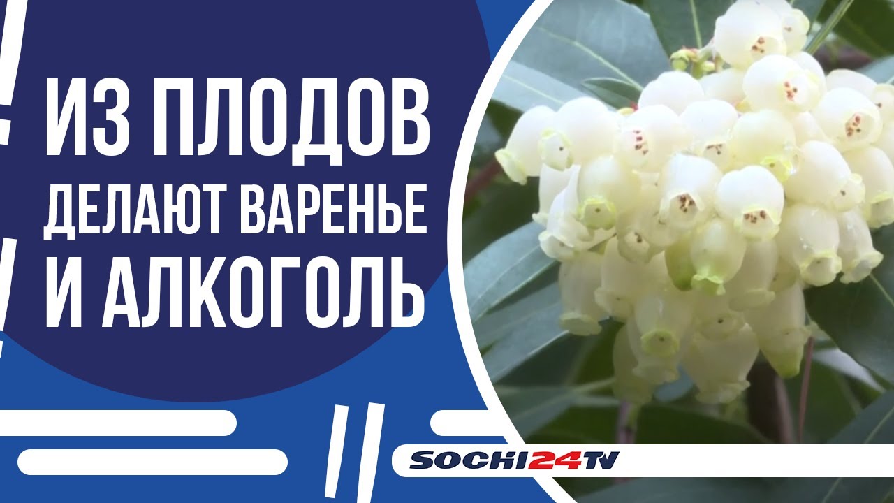 В Сочи цветёт 