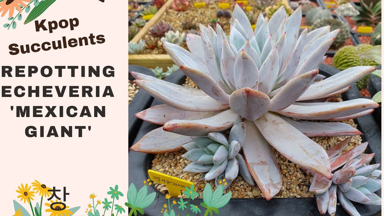 Repotting Korean succulents | Echeveria Agavoides Mexican Giant #echeveria #다육식물