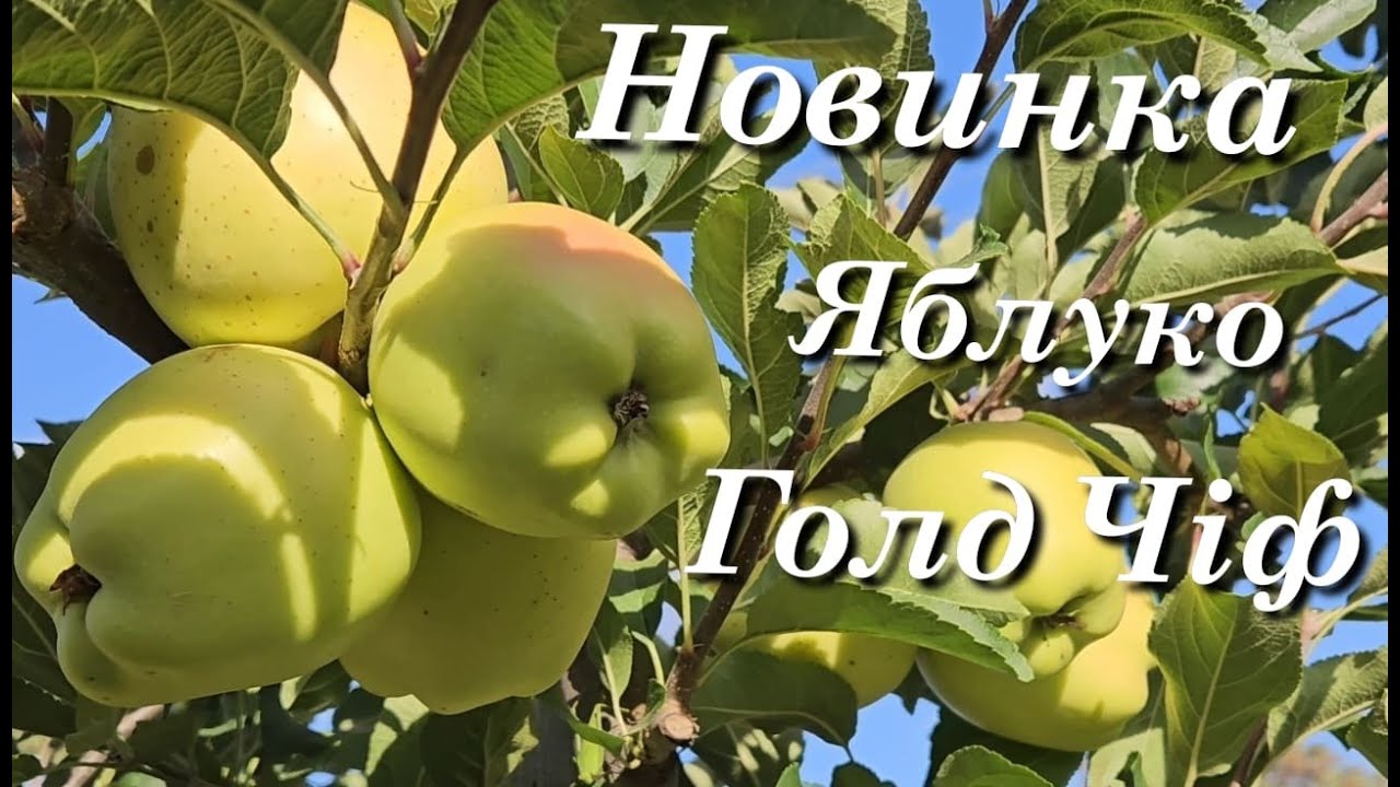 Яблуня Голд Чіф