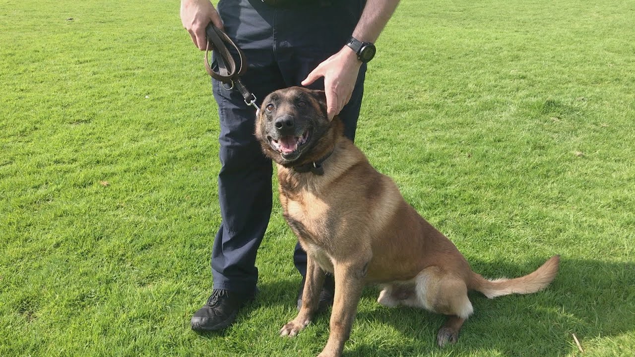 Dublin Airport Police Dog Unit
