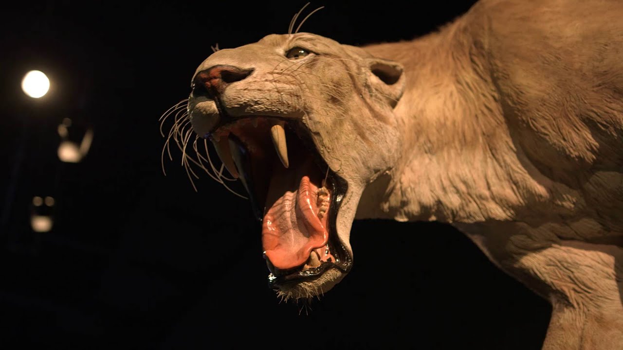 Mammoths and Mastodons: Titans of the Ice Age