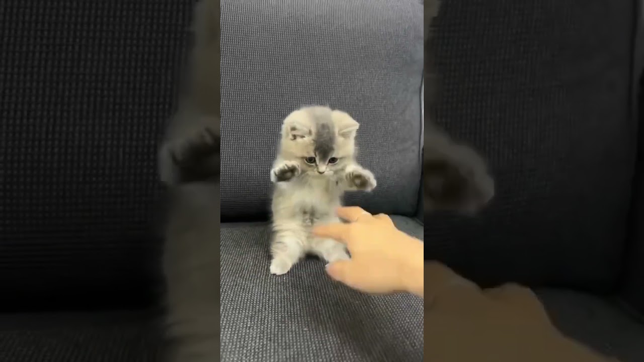 mou mou  #cat #pets #cute #shortsfeed #cutecat  #shorts #shotsvideo #meow1 #meow