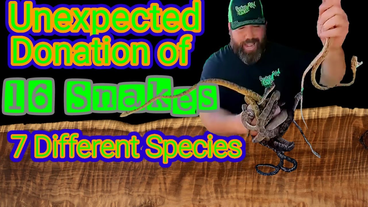 Unboxing 16 Donated Reptiles (7 different species)