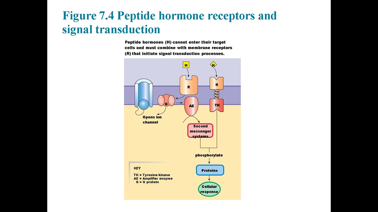 Chapter 7 : Endocrine System : Hormones, Feedback Loops, and Disorders