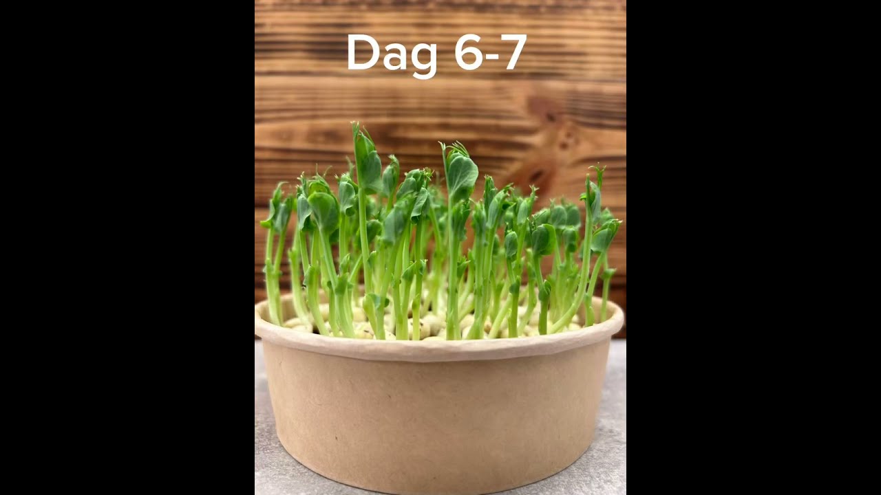 Mikrogr&oslash;nt dyrk selv