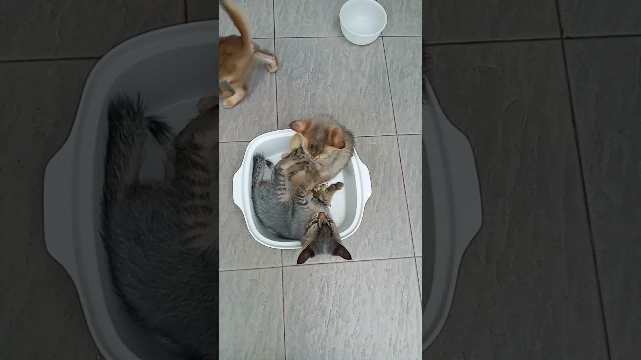 Time Machine Cats !!!! Longest Daily Cats Story , today kitten are 51 days old .