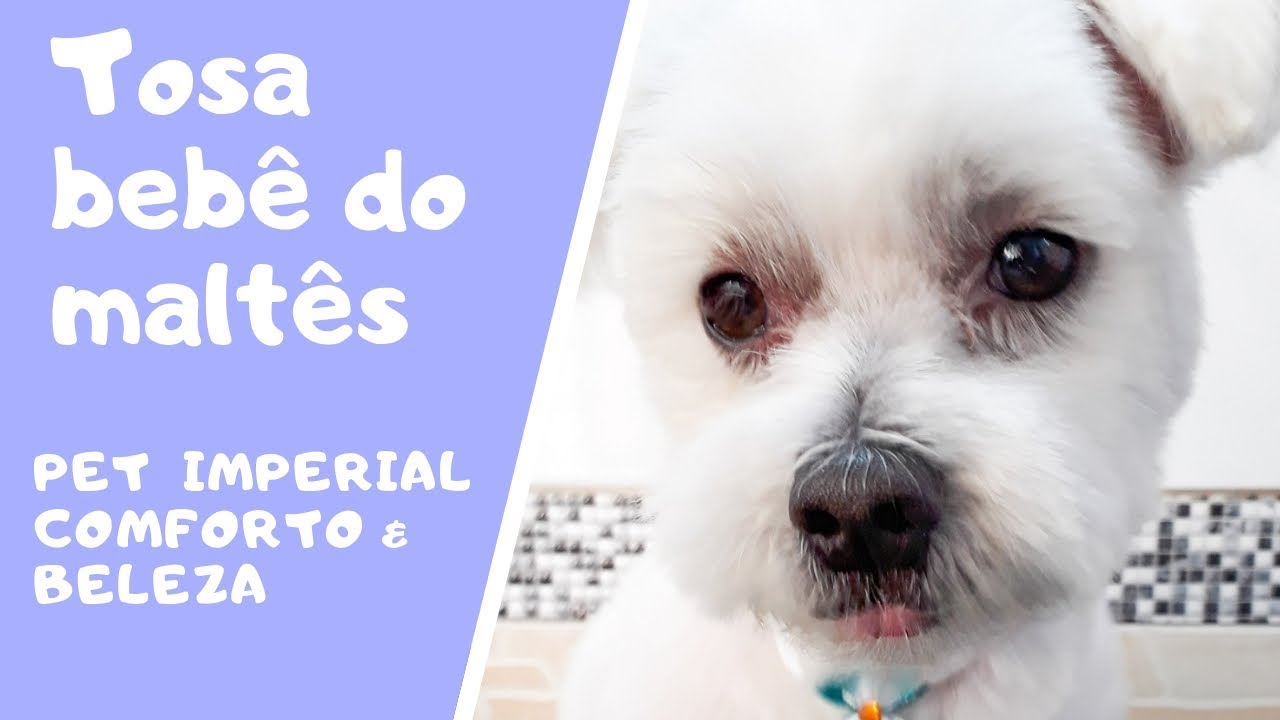 Tosa Bebê Do Maltes