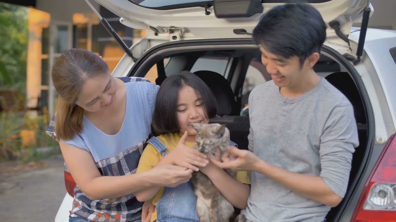 Round, Square or Triangle Your Cat’s Face = Personality Clues!