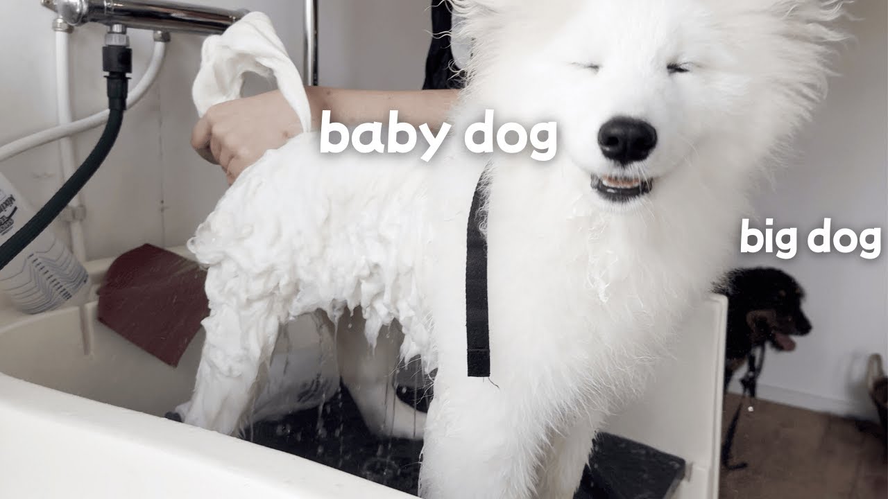 The baby dog and big dog visited the hairdresser together