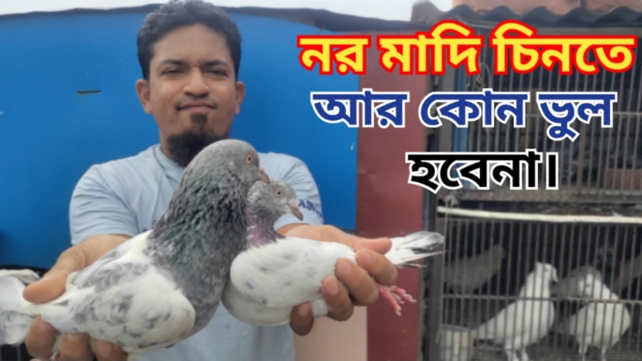 নর মাদি কবুতর চেনার উপায় | How to identify male and female pigeons | নর মাদি কিভাবে চিনবো | #pigeo