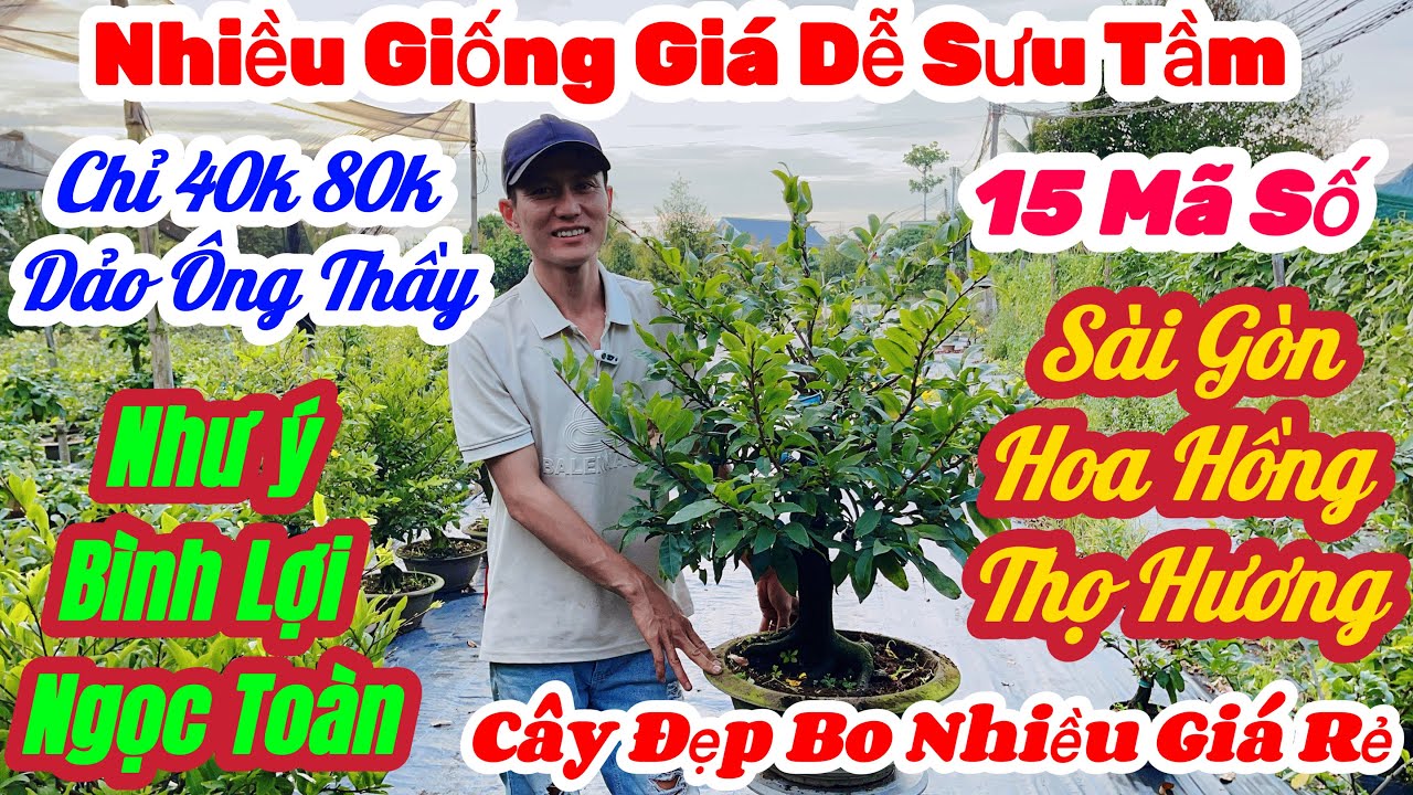 🌼M10(26/2)☎️0981 001233👉Khánh Linh🌲Mai Vàng Giá Rẻ🌲Chỉ 40k Nhiều Giống Đế Đẹp Bo Nhiều🌲15 Mã Cực Rẻ 
