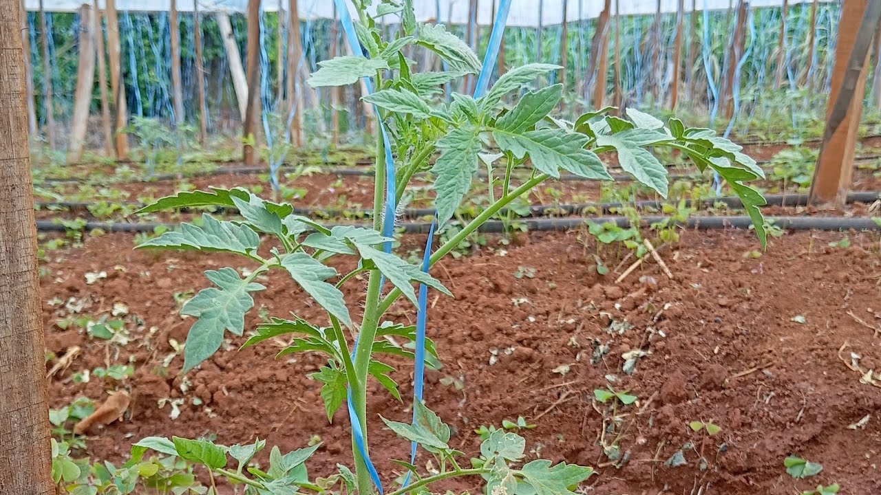 Como enfililhar tomate