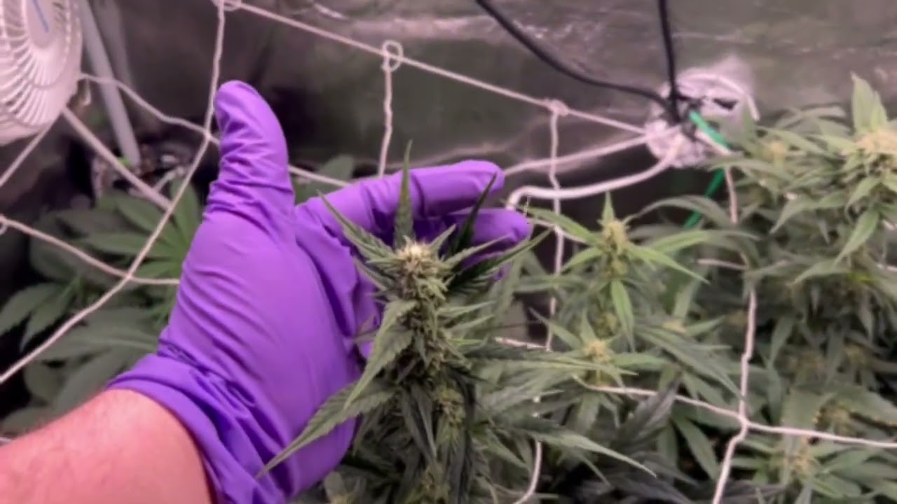 Cleaning up in the 2x4 critical Kush Barney&rsquo;s seeds.