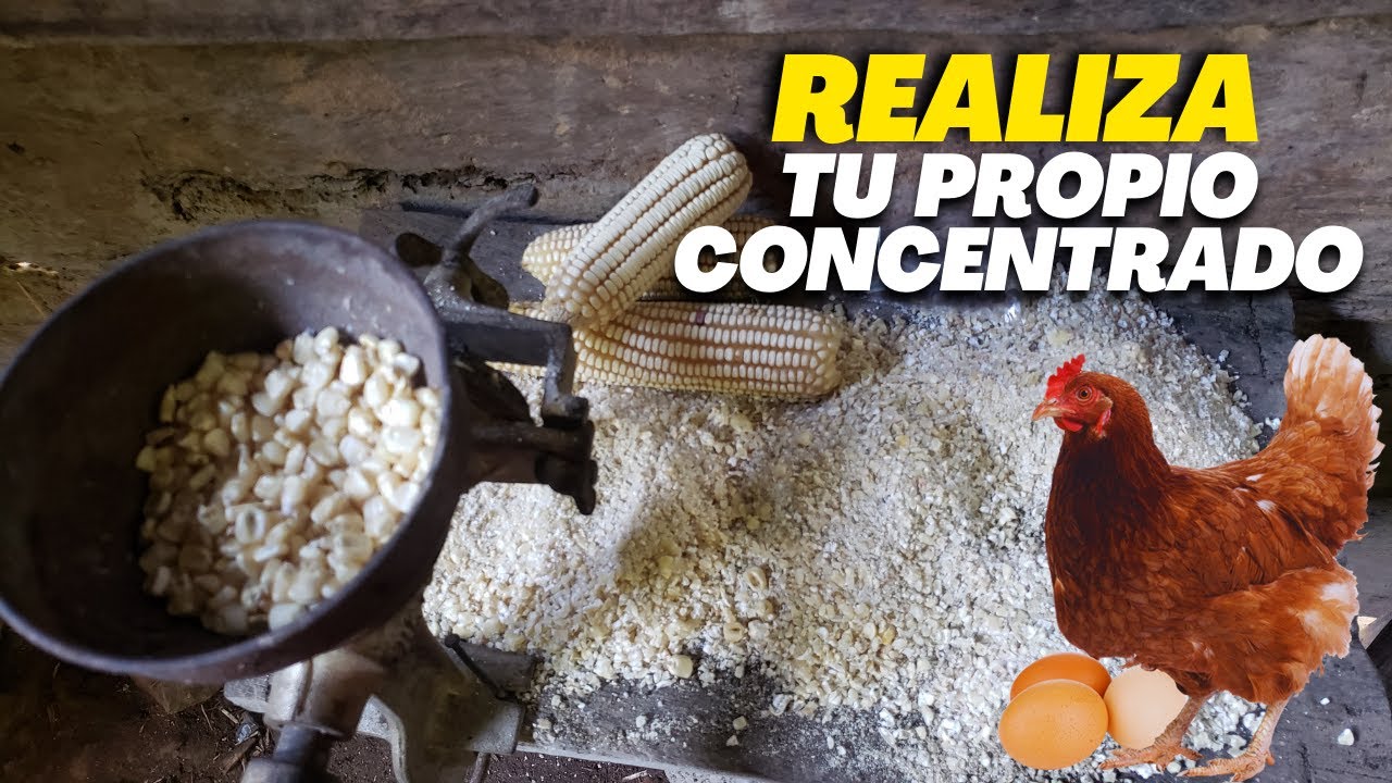 Elabora Tu PROPIO CONCENTRADO para GALLINAS Rápido Barato y Efectivo