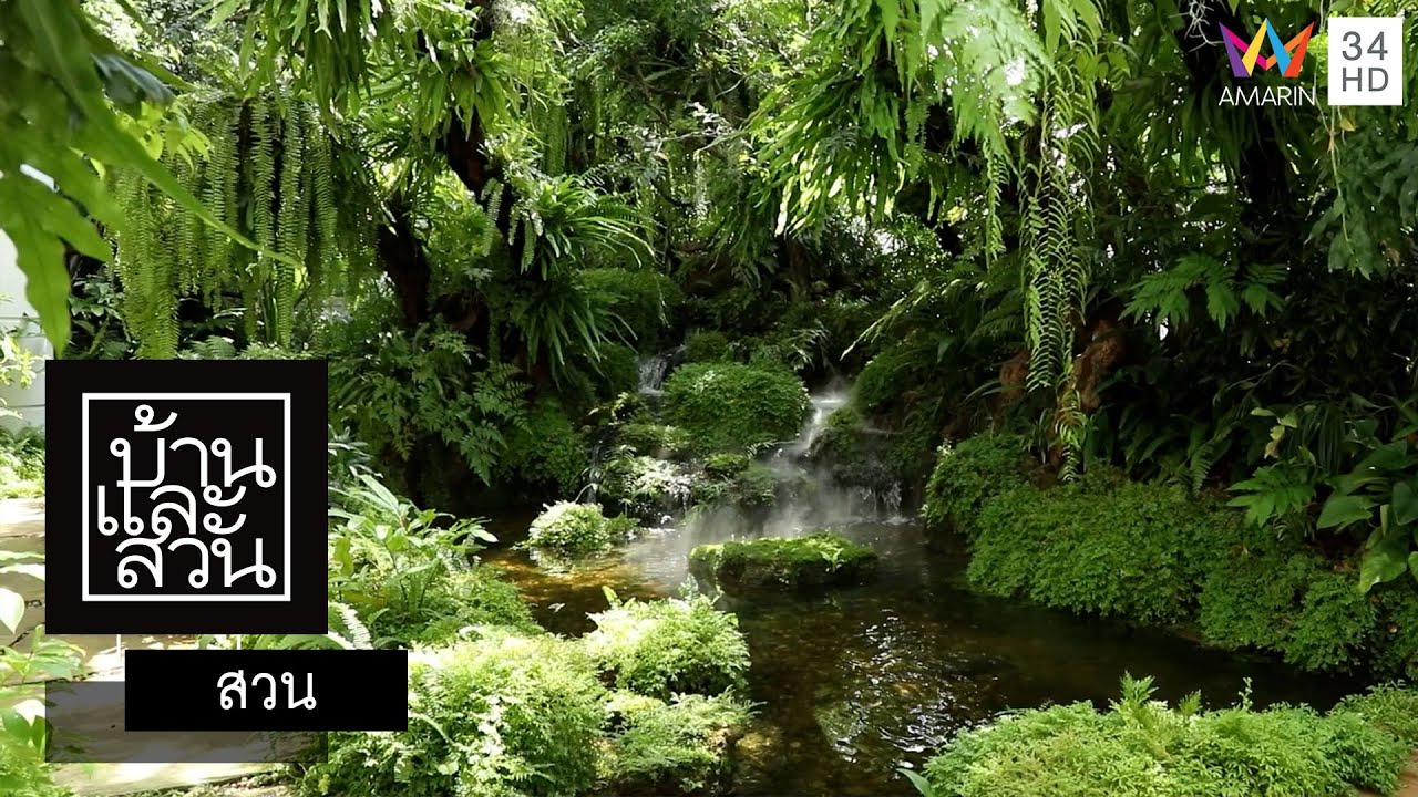 บ้านและสวน | สวน | ป่า 6 เมตร