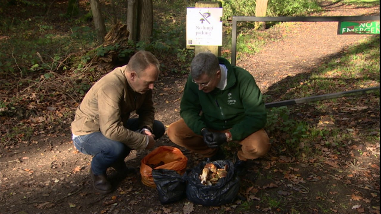 Crackdown on picking mushrooms illegally in Epping Forest