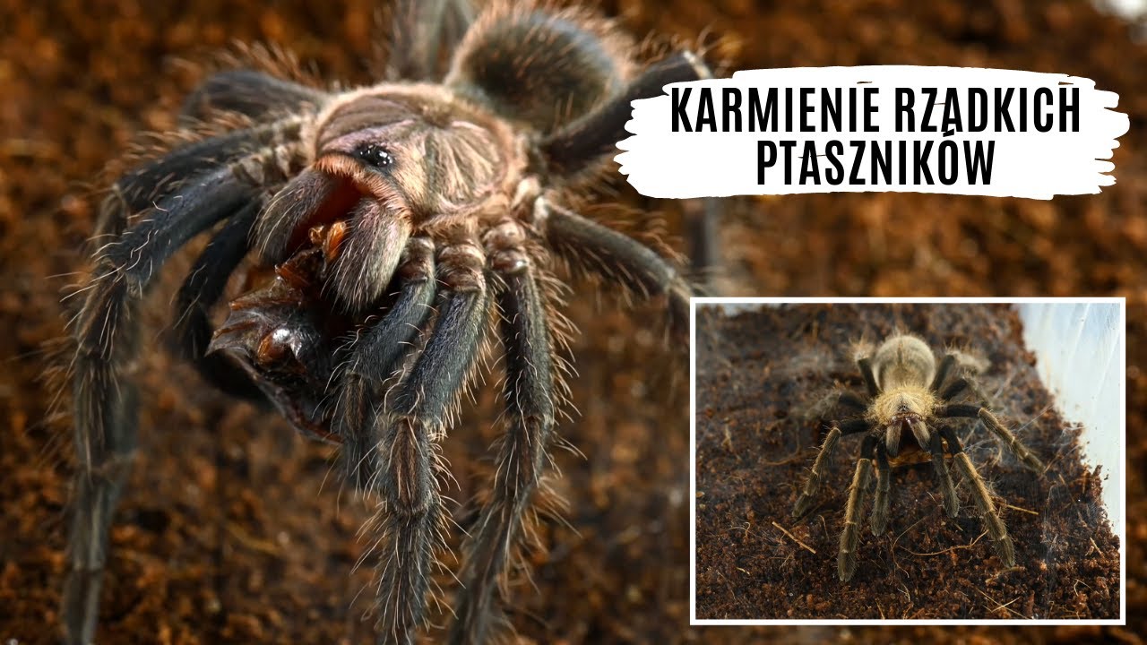 Karmienie rzadkich gatunków z naszej hodowli | arent.pl