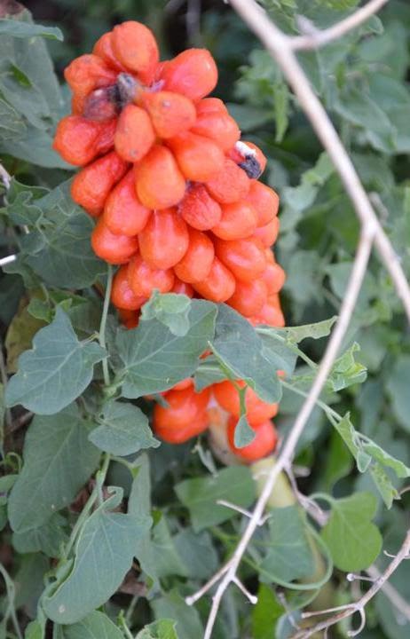 ARO (Arum maculatum) PLANTAS MEDICINALES