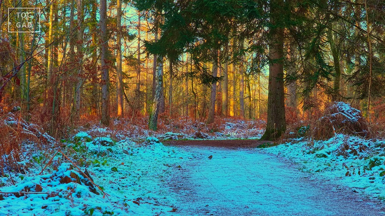 Snowfall at Haughmond Hill  Winter in Shrewsbury Shropshire.