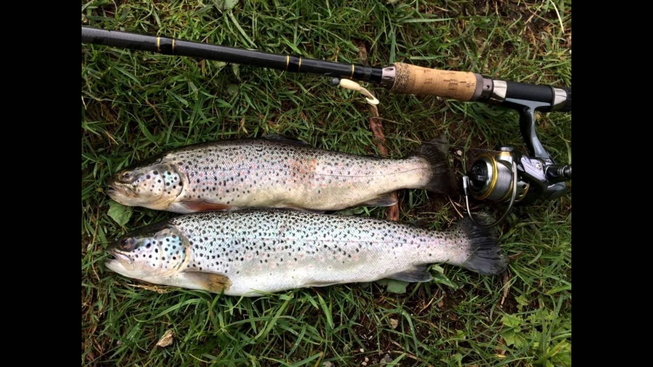 Hintersee Fischen auf Forelle - Livebisse - Bachforelle - Regenbogenforelle