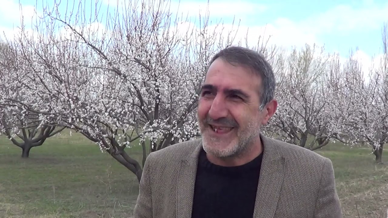 Iğdır da kaysı ağaçları çiçek açtı