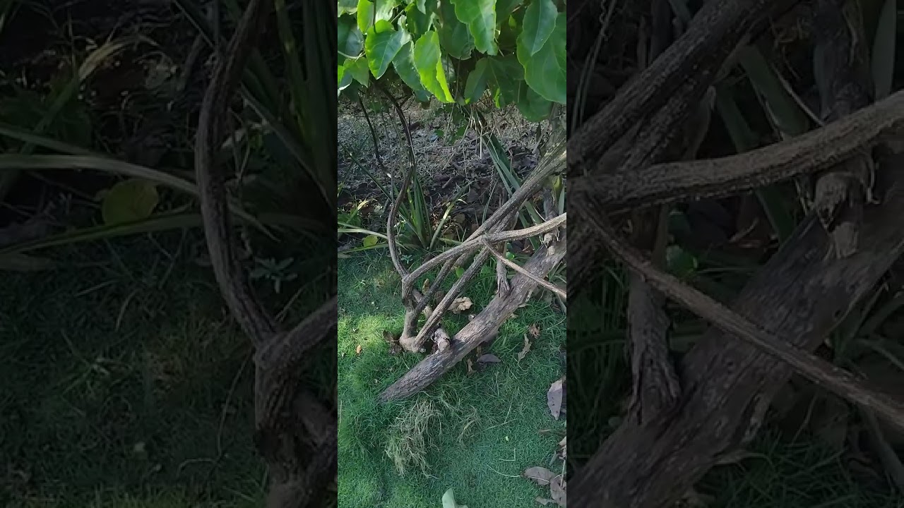 Passion fruit vine can be very huge.. look at this