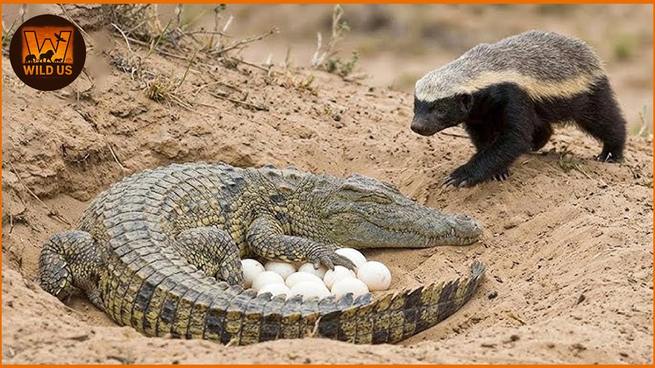 Deadliest Honey Badger Attacks Caught on Camera | Wild Animals
