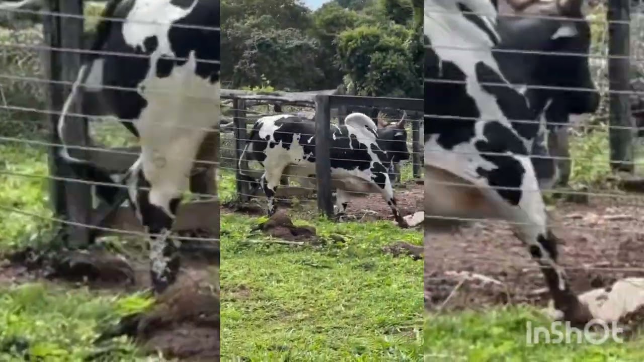 Picanha em plena movimento