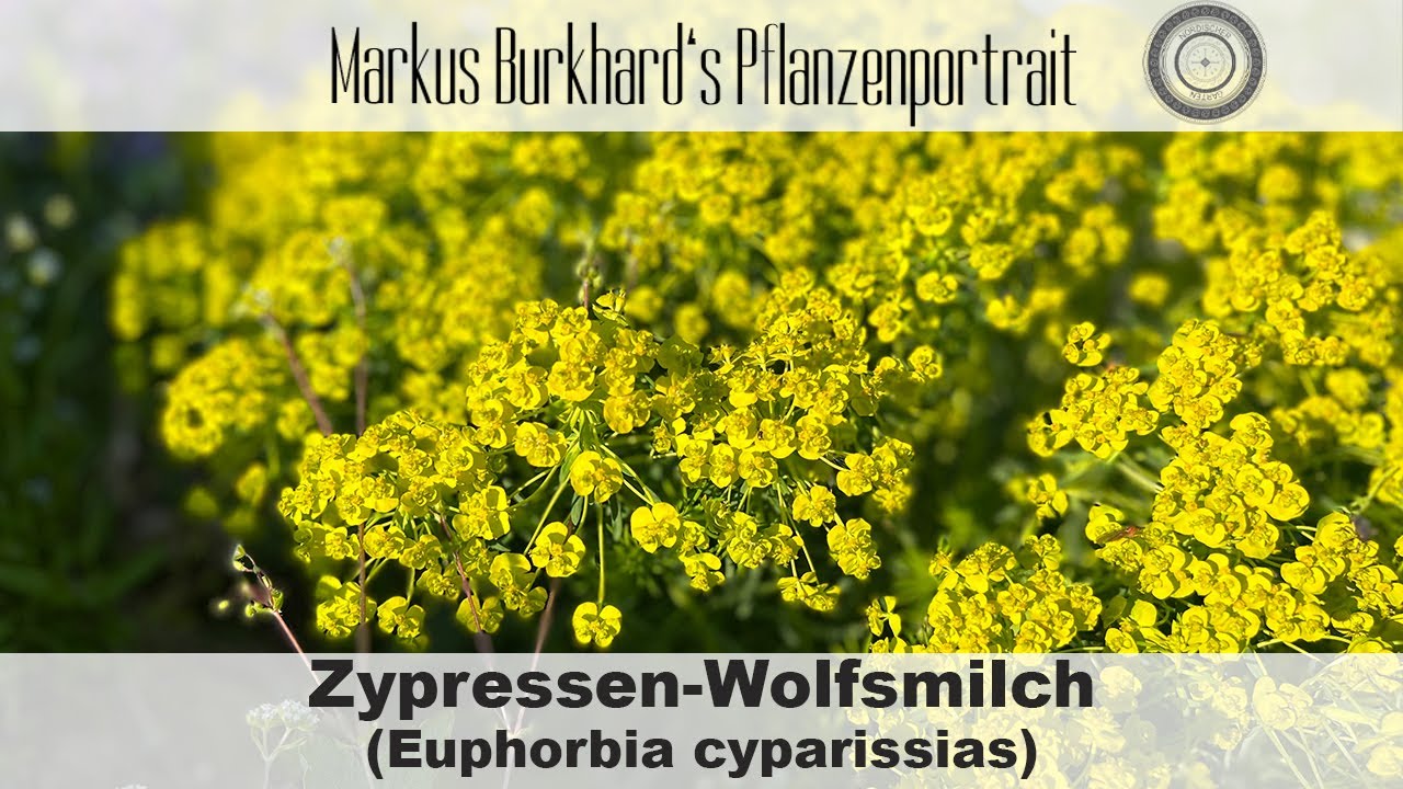 Warum diese Pflanze so besonders ist, Zypressen-Wolfsmilch, Pflanze für Balkon und Dachbepflanzung