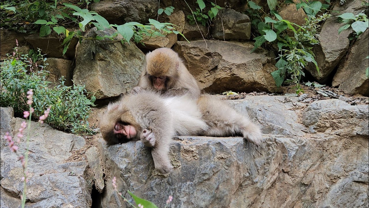 Снежные Обезьяны, Япония / Snow Monkey park, Yudanaka, Japan, Sep.2023