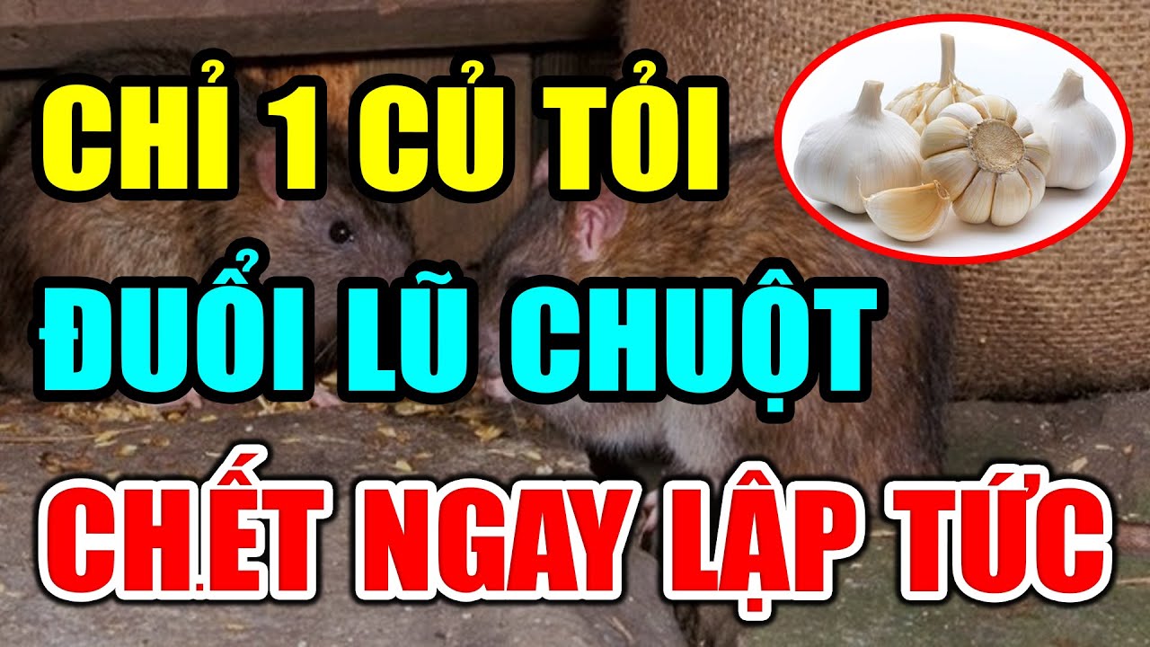 CẢNH BÁO: Lấy 1 CỦ TỎI Trộn Với Thứ Này LŨ CHUỘT CH.ẾT NGAY TỨC KHẮC Không Dám Bén Mảng Tới Nhà Bạn