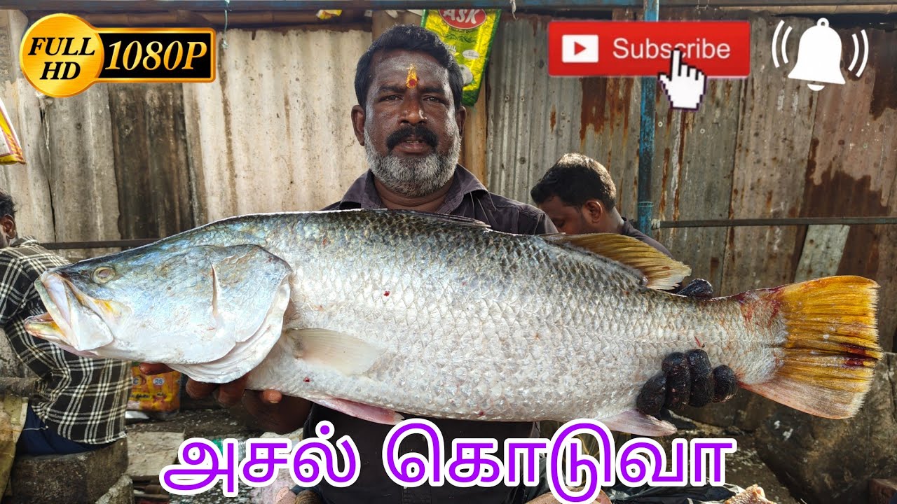Original Koduva Fish Cutting Full Video - @CuteCut-R2L  Mr.Chandran...