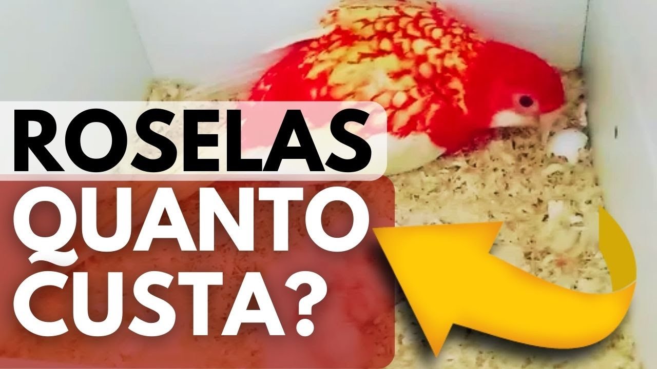 ROSELAS - QUANTO CUSTA UMA ROSELA? Qual é o valor de uma rosela para compra - Veja em DETALHES