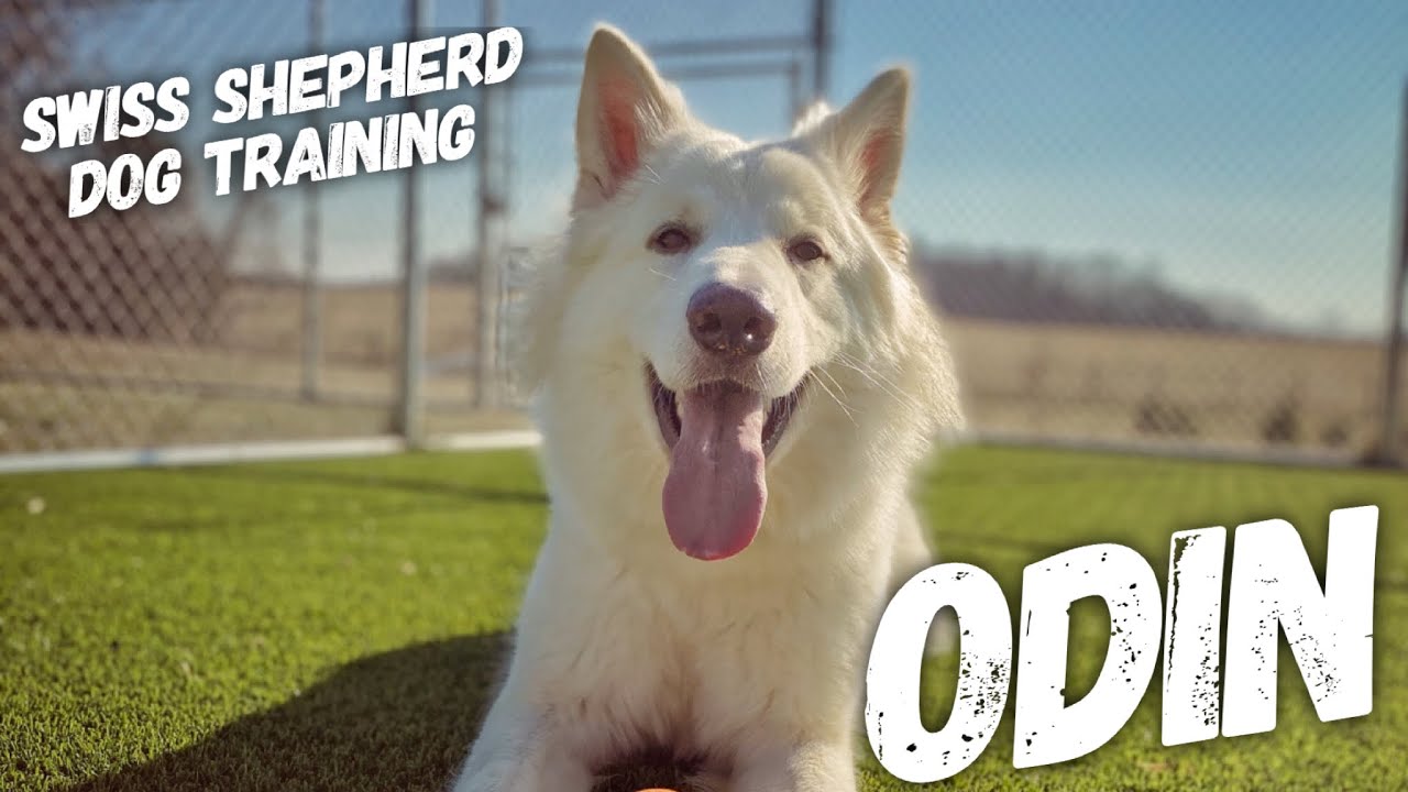 Swiss Shepherd dog training