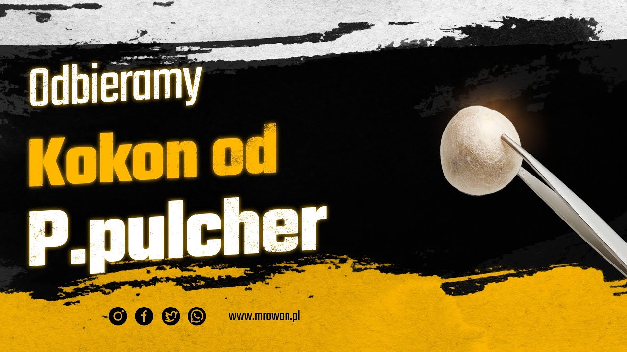 Odbieramy kokon od Psalmopeus pulcher
