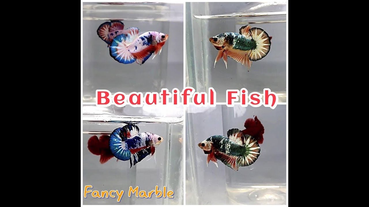 Betta Fancy, Fancy Marble ,Fancy Cooper, Copper