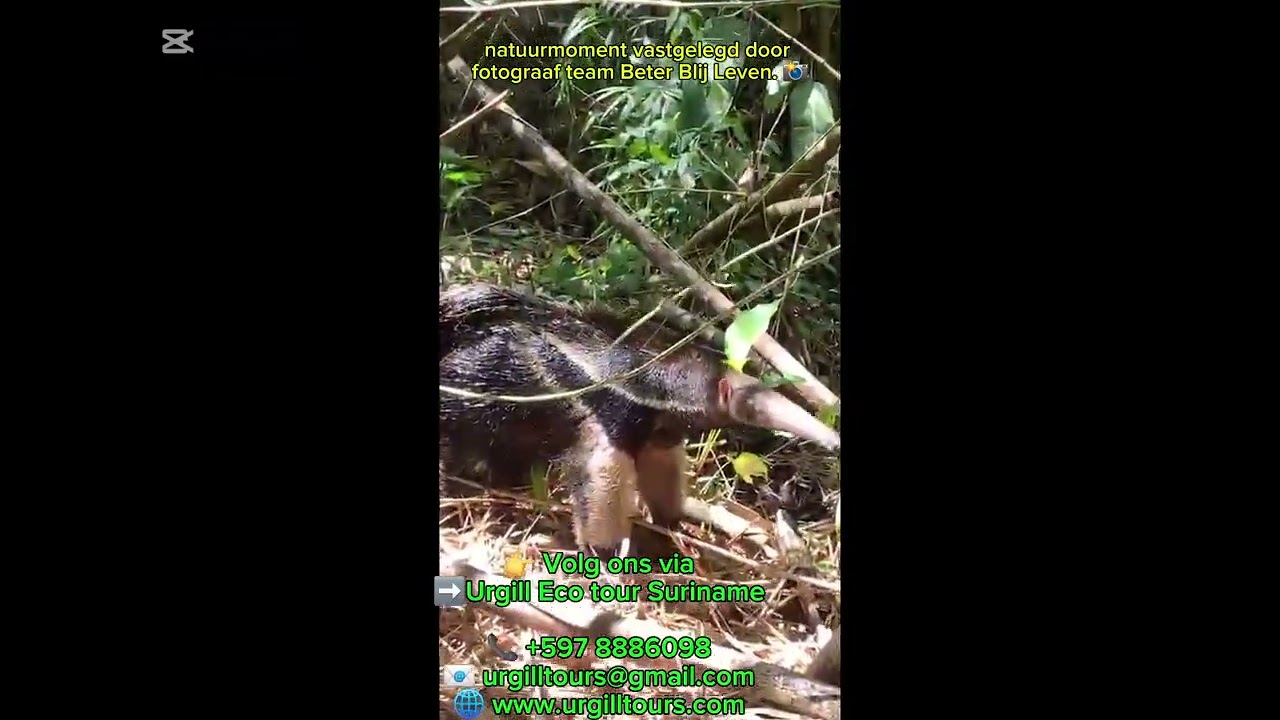 Gespot in SurinameEen reuzenmiereneter zomaar op het wandelpad  wat een uniek natuurmoment #Suriname