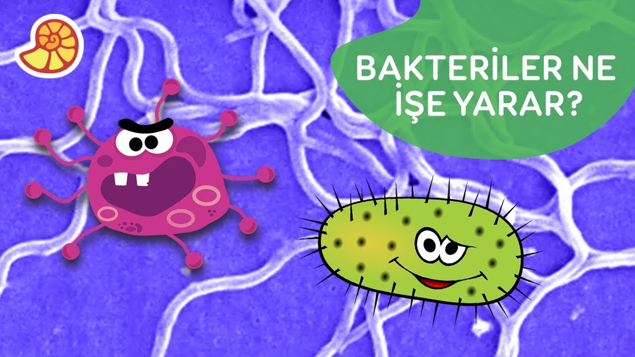 Bakteriler | Temel Gerçekler | Da Vinci