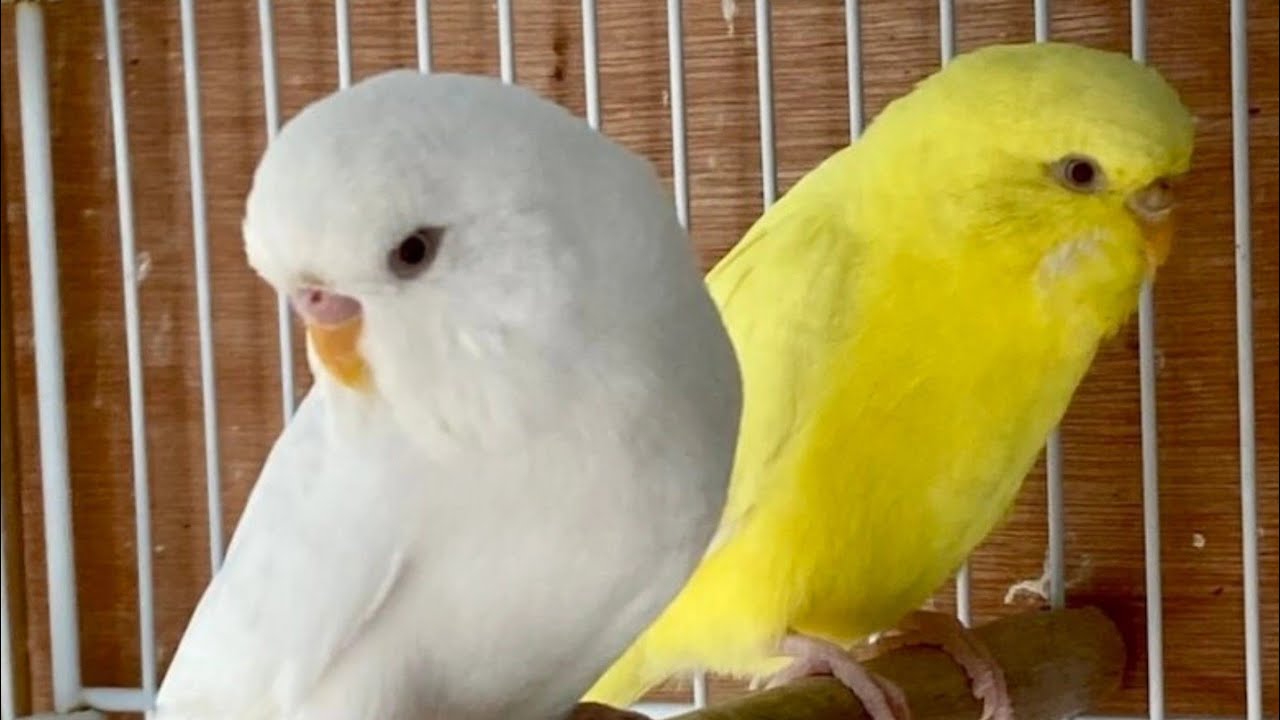 BIRDS ACTIVITY 🐦🥀❤️‍🔥🐣🥚 #BUDGIE #Viral #birds #BIRDS #bird #activity #live #viralbird
