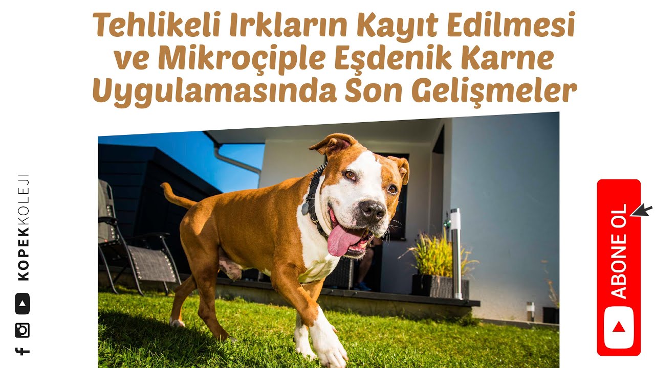Tehlikeli Irkların Kayıt Edilmesi ve Mikroçiple Eşdenik Karne Uygulamasında Son Gelişmeler