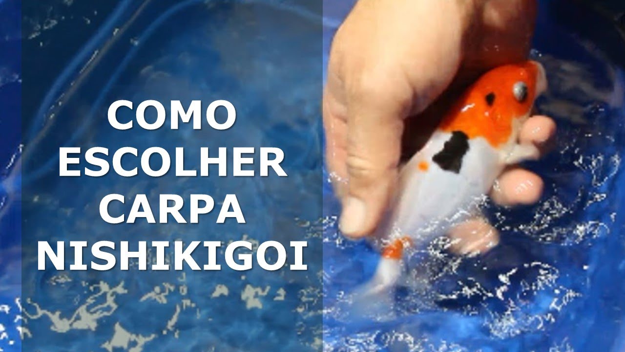 Como Escolher Uma Carpa Koi (Nishikigoi) de futuro - Como Comprar Koi?
