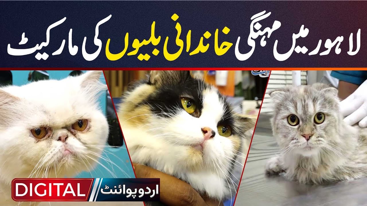 Cat Market in Lahore - How Much Do Expensive Foreign Cats Cost?