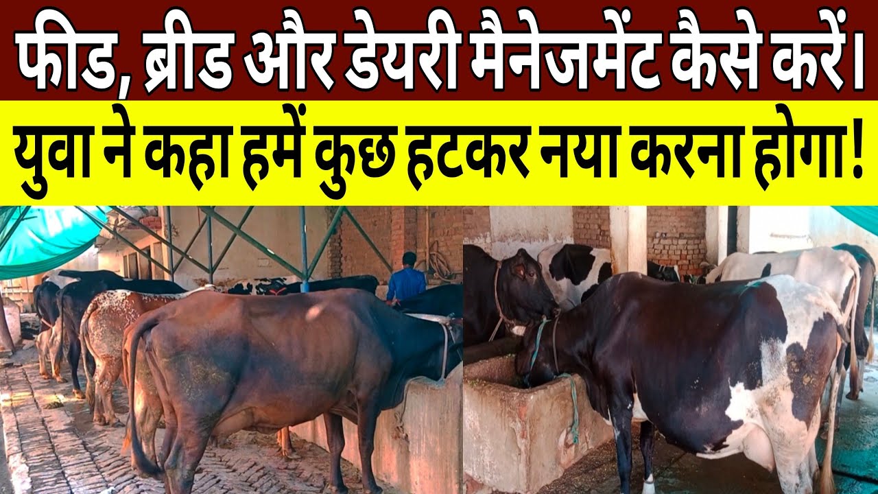फीड,ब्रीड,मैनेजमेंट💪से साबित किया UP के युवा किसी से कम नहीं है/dairy farm management/dairy farm up