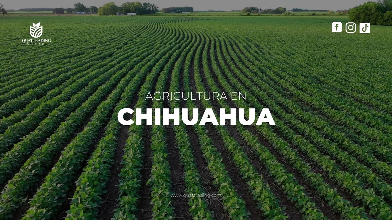 AGRICULTURA DE CHIHUAHUA - QUATTRADING SERVICES